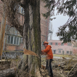 Rizikové kácení stromů